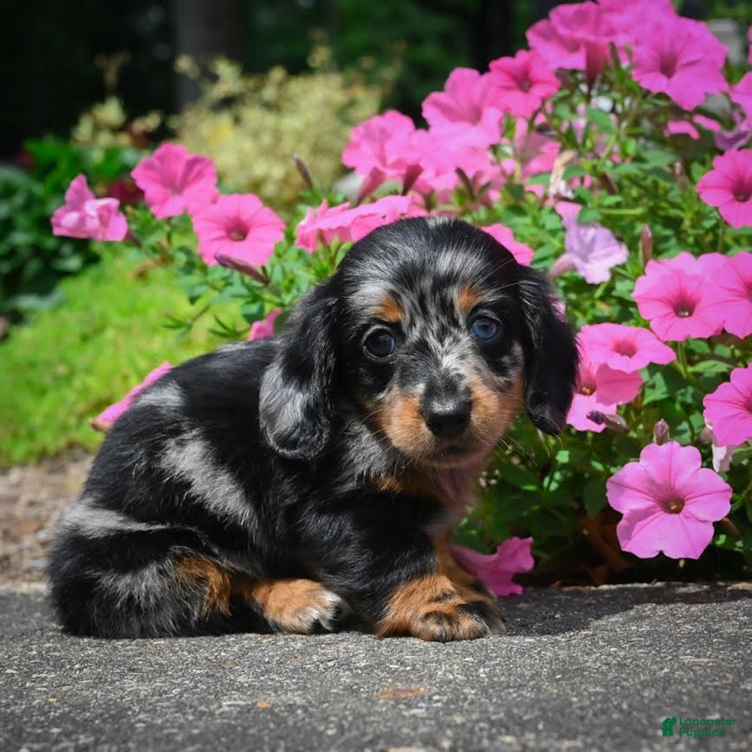 Miniature Dachshund dogs for sale: Scarlet - Image 7
