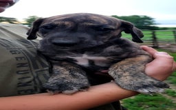 Great Dane dogs for sale: Candis - Image 2