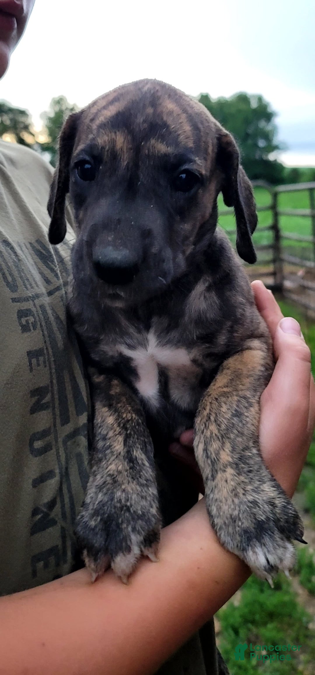 Great Dane dogs for sale: Candis - Image 2