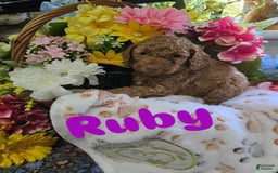 Toy Poodle dogs for sale: Runy - Image 3