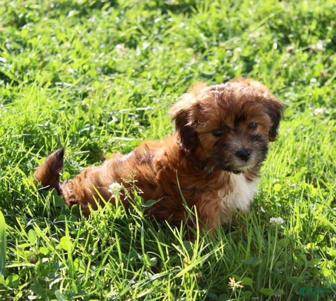 Shihpoo dogs for sale: Layla - Image 1
