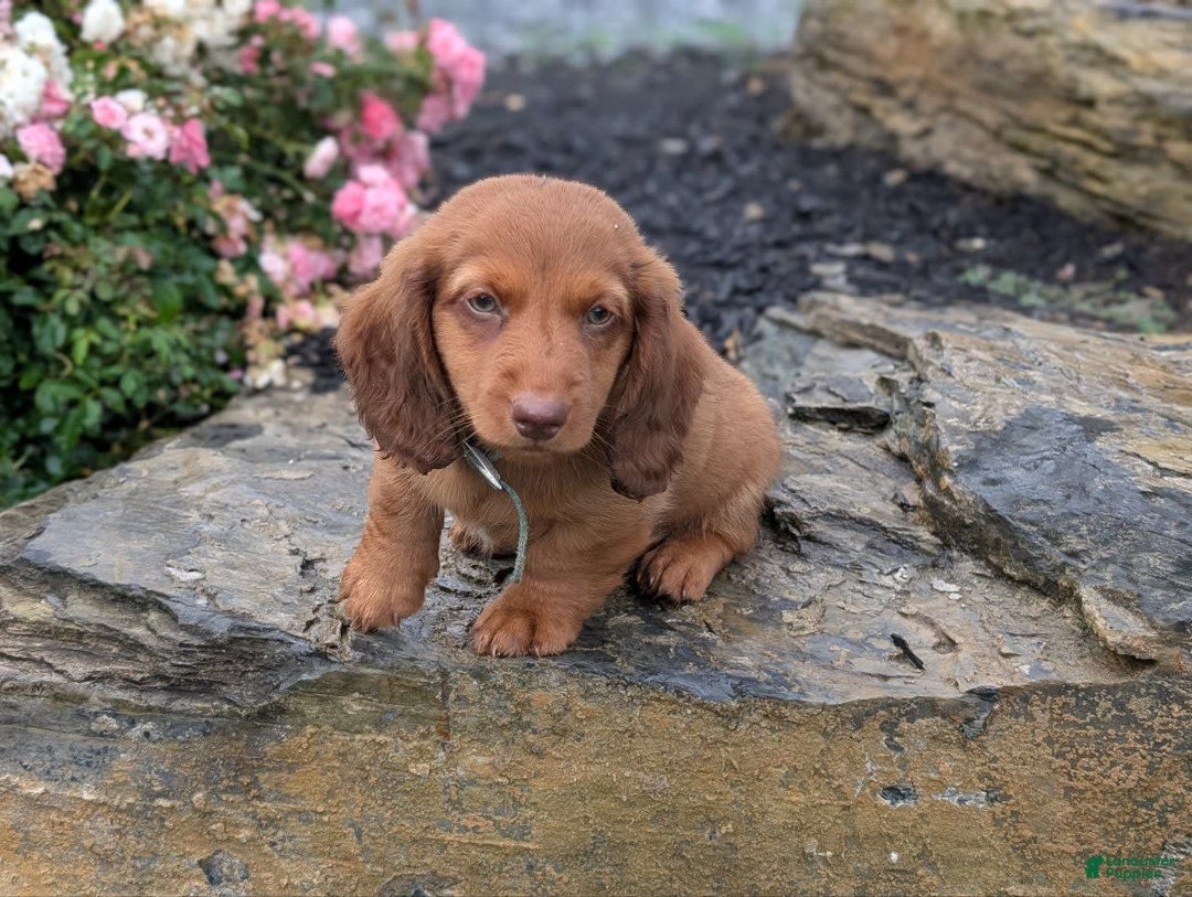 Dachshund dogs for sale: Otis - Image 14