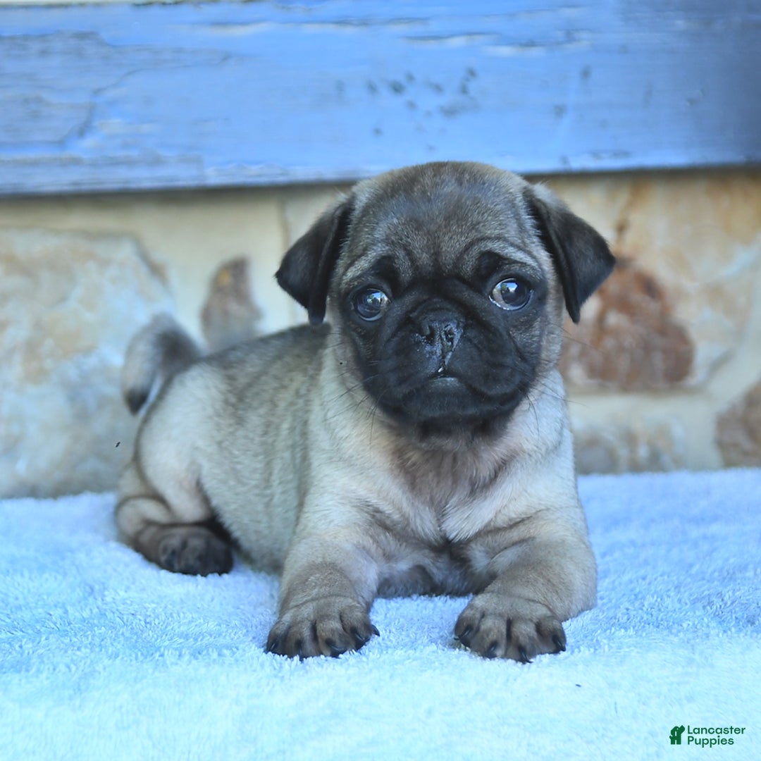 Pug dogs for sale: Hazel - Image 5