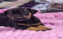 Catahoula Leopard Dog dogs for sale: Luna 2025 Female 4 - Image 8