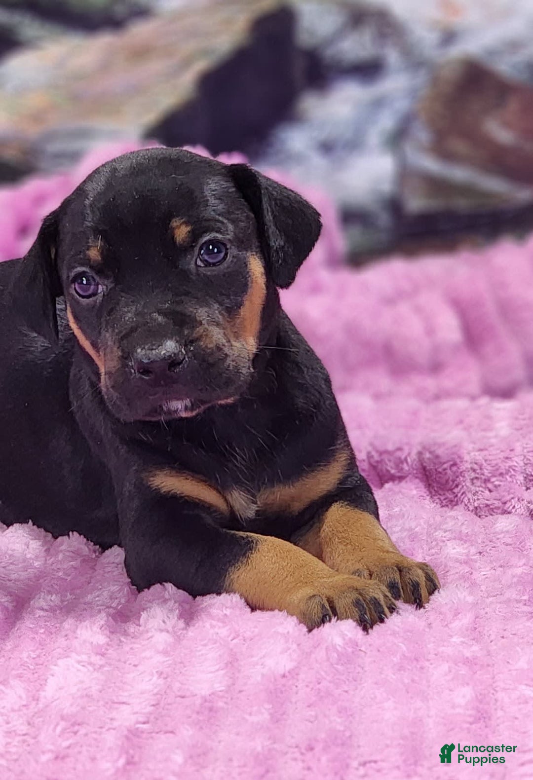 Catahoula Leopard Dog dogs for sale: Luna 2025 Female 4 - Image 8