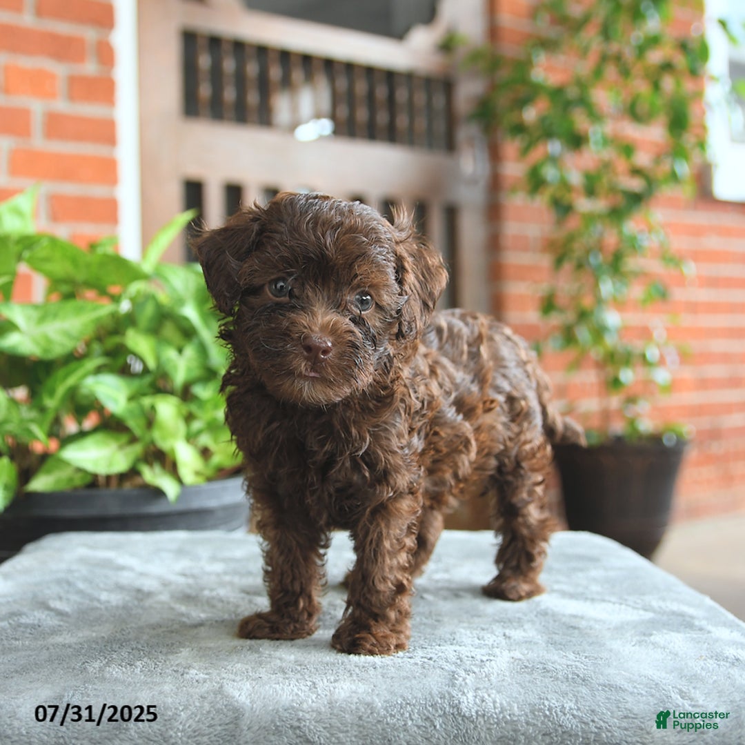 Havapoo dogs for sale: Gabby - Image 1