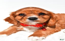 Cavalier King Charles Spaniel dogs for sale: Patrick - Image 5