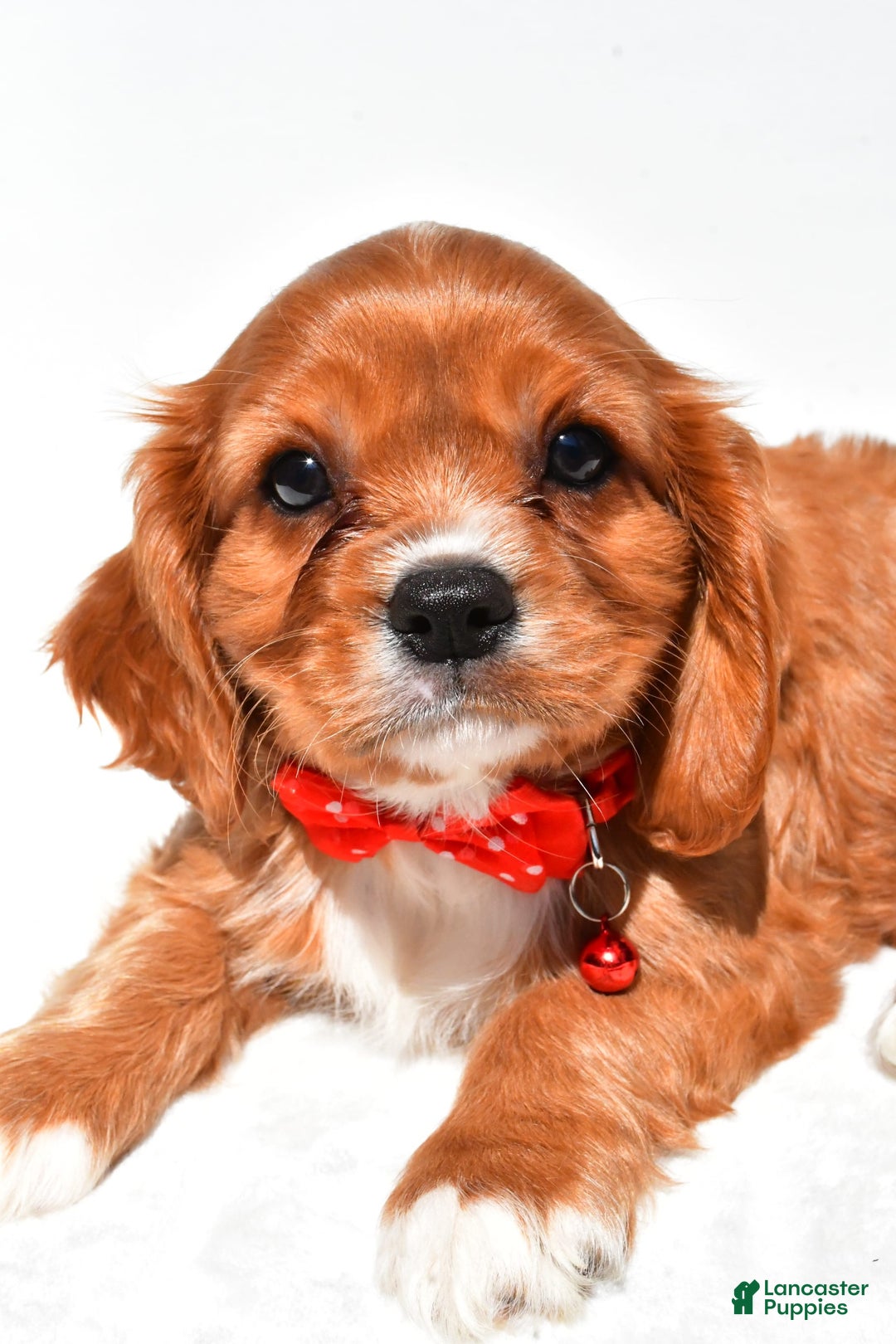 Cavalier King Charles Spaniel dogs for sale: Patrick - Image 5