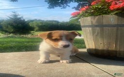 Welsh Corgi Pembroke dogs for sale: Lady - Image 7