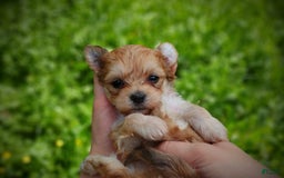 Morkie dogs for sale: Rare Gold Merle Bumblebee - Image 7