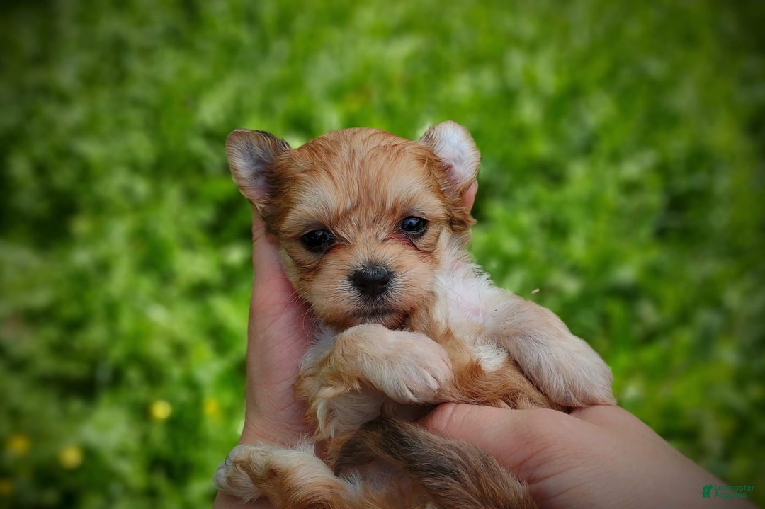 Morkie dogs for sale: Rare Gold Merle Bumblebee - Image 7