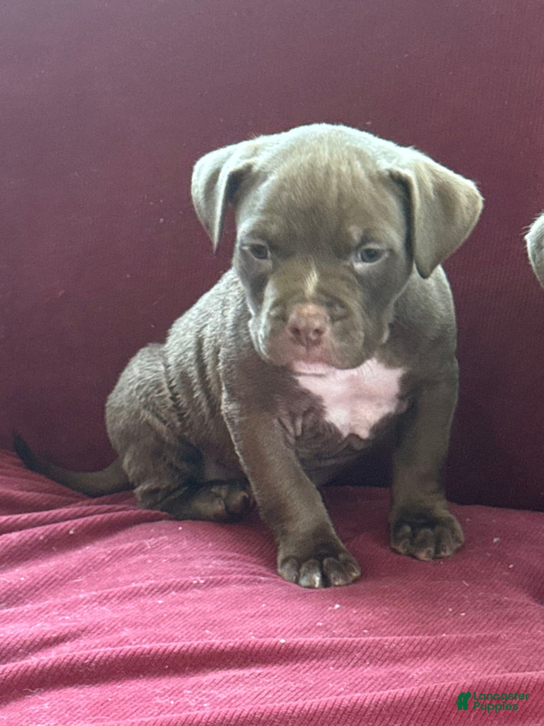 American Bully dogs for sale: Moe - Image 9