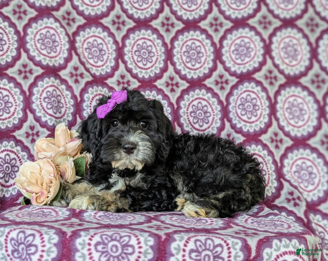 Cockapoo dogs for sale: Charlena - Image 3