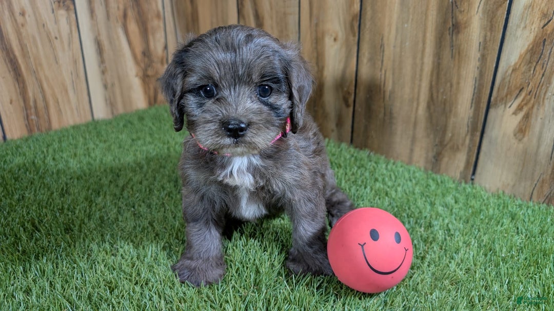Cavapoo dogs for sale: Bertha Girl 3 - Image 3
