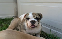 Olde English Bulldogge dogs for sale: Ginger - Image 14