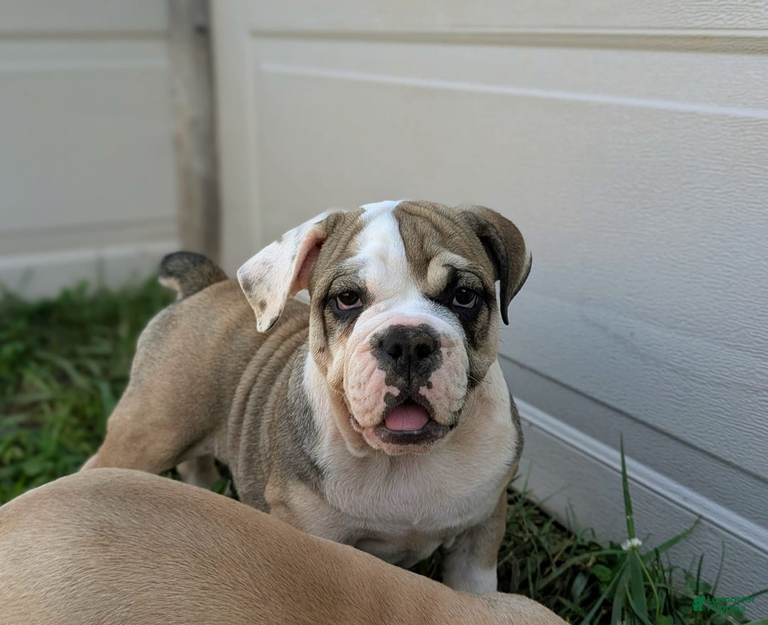 Olde English Bulldogge dogs for sale: Ginger - Image 14