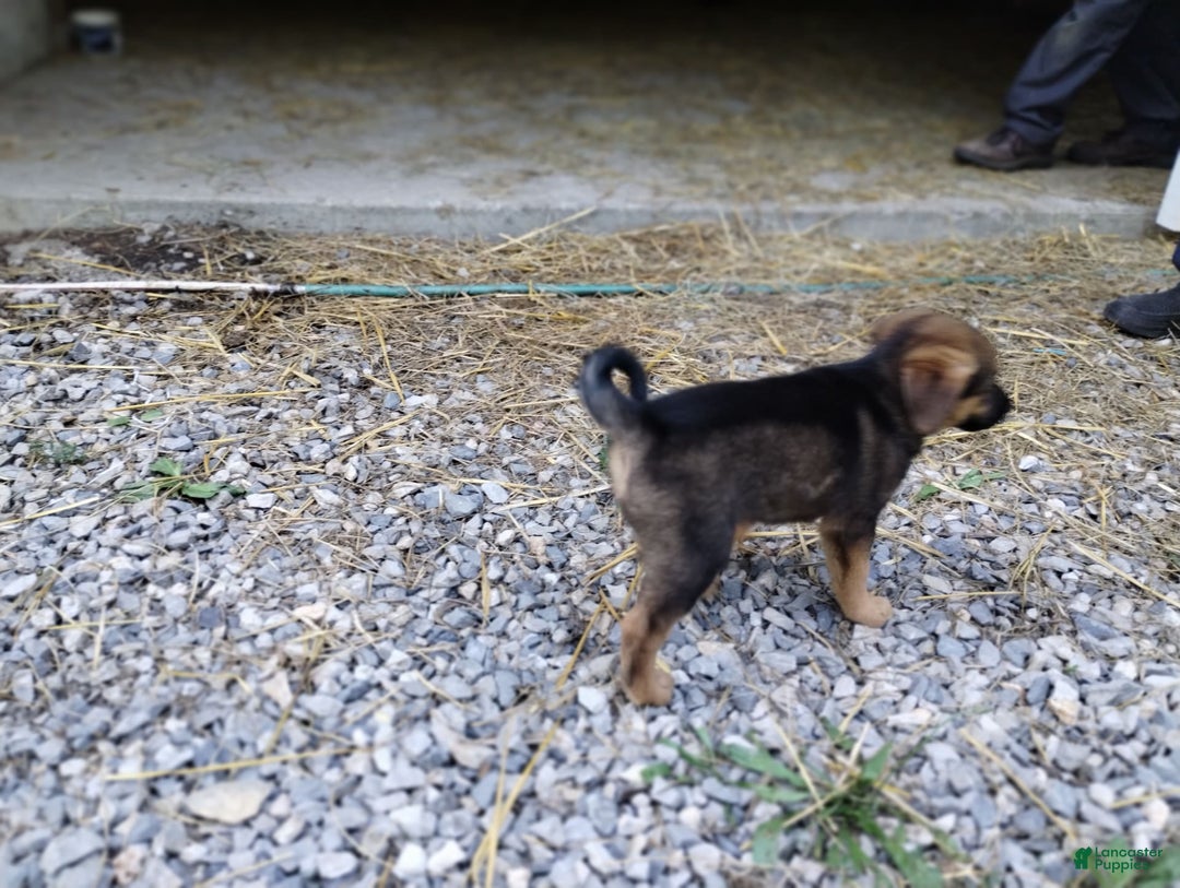 Norwegian Elkhound dogs for sale: Juno - Image 1