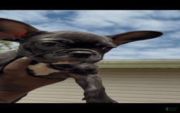 French Bulldog dogs for sale: Mommy - Image 1