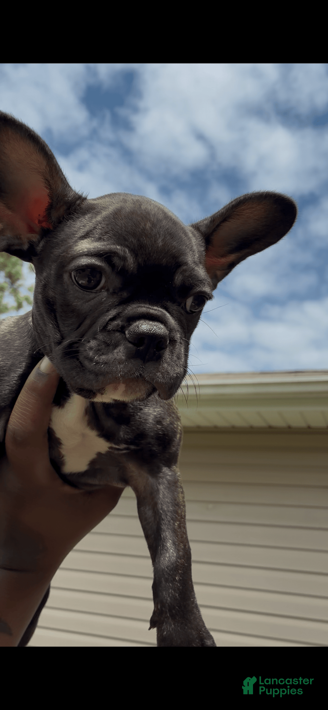 French Bulldog dogs for sale: Mommy - Image 1