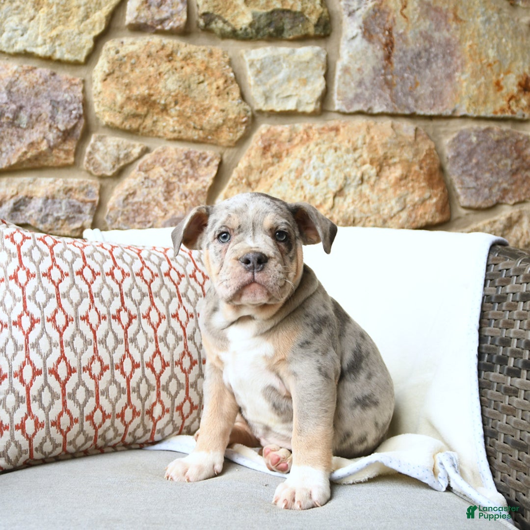Olde English Bulldogge dogs for sale: Pearl - Image 10