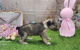 Catahoula Leopard Dog dogs for sale: Goldie 2025 F1 - Image 9