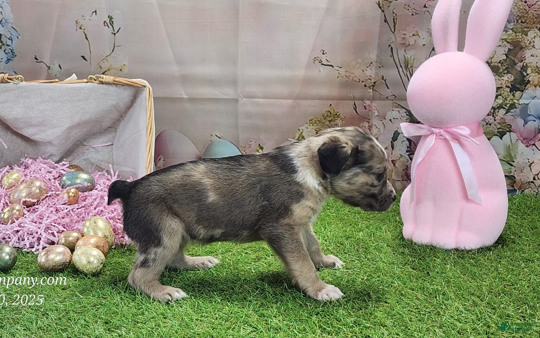 Catahoula Leopard Dog dogs for sale: Goldie 2025 F1 - Image 9