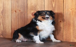 Miniature Australian Shepherd dogs for sale: Teddy - Image 6