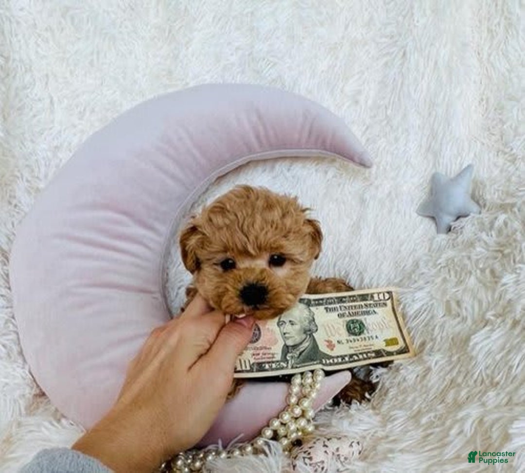 Toy Poodle dogs for sale: Pecan - Image 2