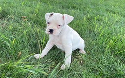 Boxer dogs for sale: Stewart - Image 5