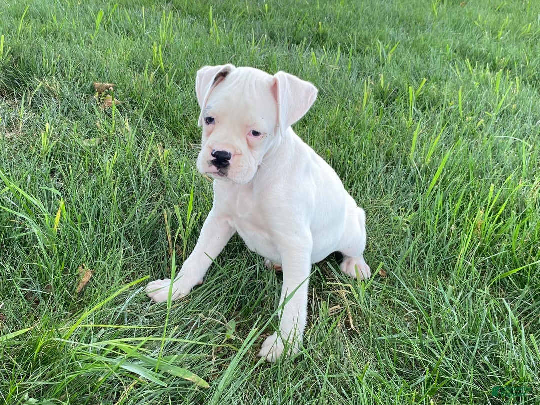 Boxer dogs for sale: Stewart - Image 5
