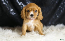 Cavalier King Charles Spaniel dogs for sale: Sonoma - Image 4