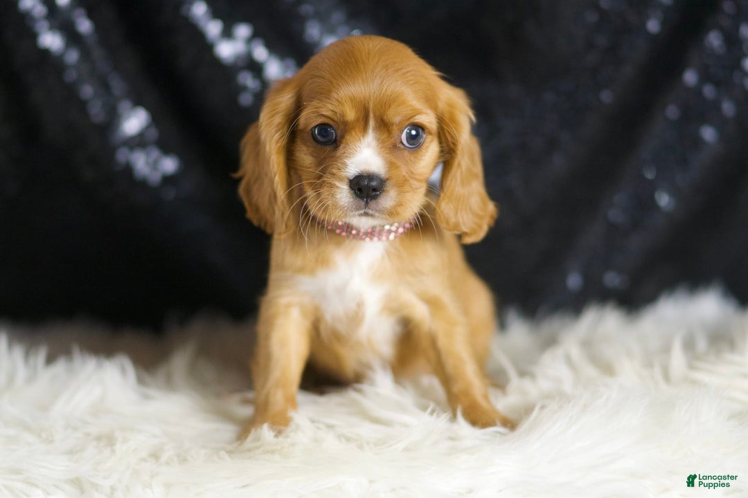 Cavalier King Charles Spaniel dogs for sale: Sonoma - Image 4