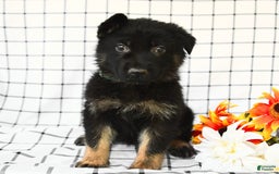 German Shepherd dogs for sale: Jeffry - Image 8