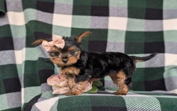 Yorkshire Terrier dogs for sale: Karissa 6 lbs Full Grown - Image 7