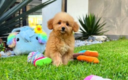Maltipoo dogs for sale: King Jr - Image 4