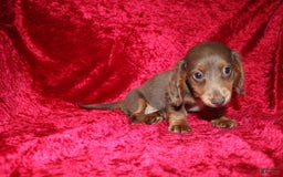 Miniature Dachshund dogs for sale: Bingo - Image 3