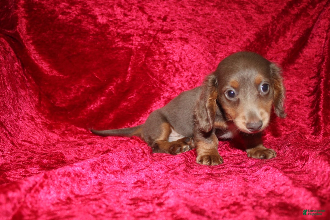 Miniature Dachshund dogs for sale: Bingo - Image 3