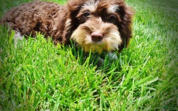 Havapoo dogs for sale: Roxy - Image 4