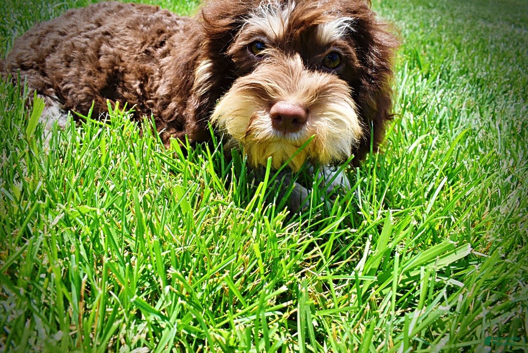 Havapoo dogs for sale: Roxy - Image 4