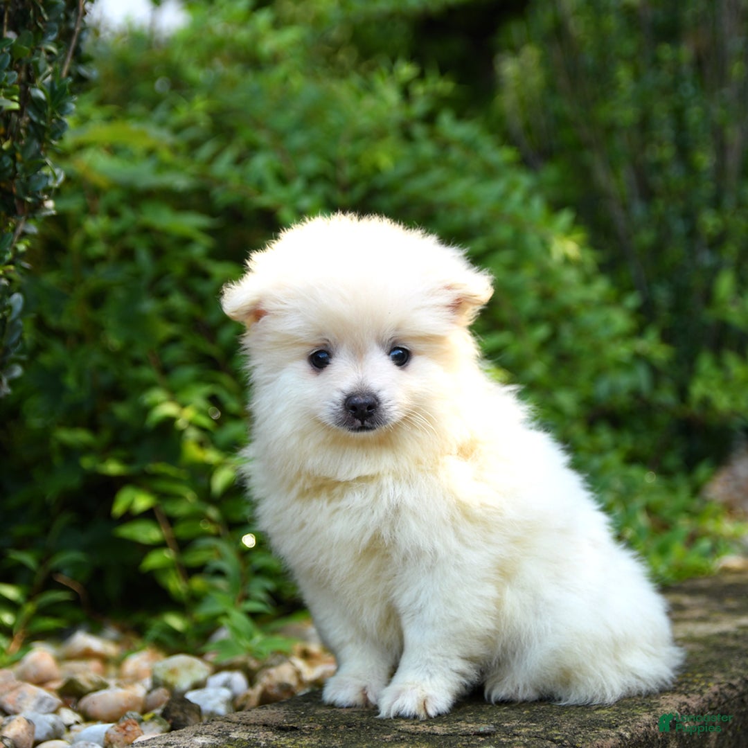 Pomeranian dogs for sale: Gizmo - Image 1