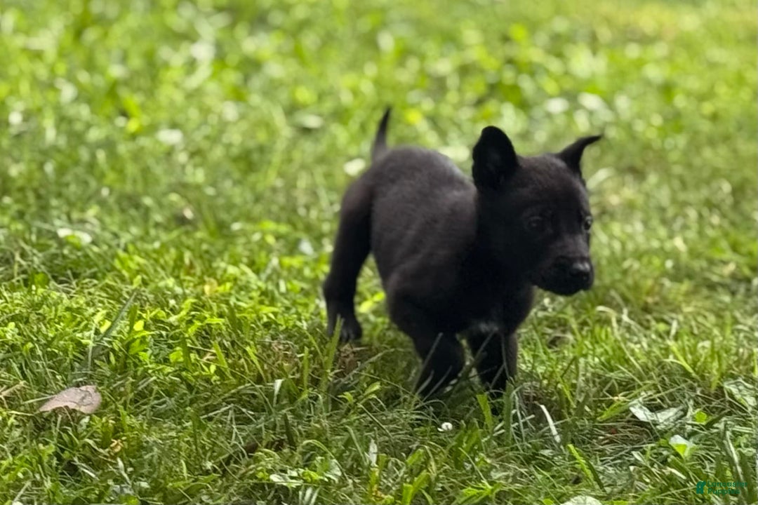 Belgian Malinois dogs for sale: Akc Certified Male 5 - Image 7