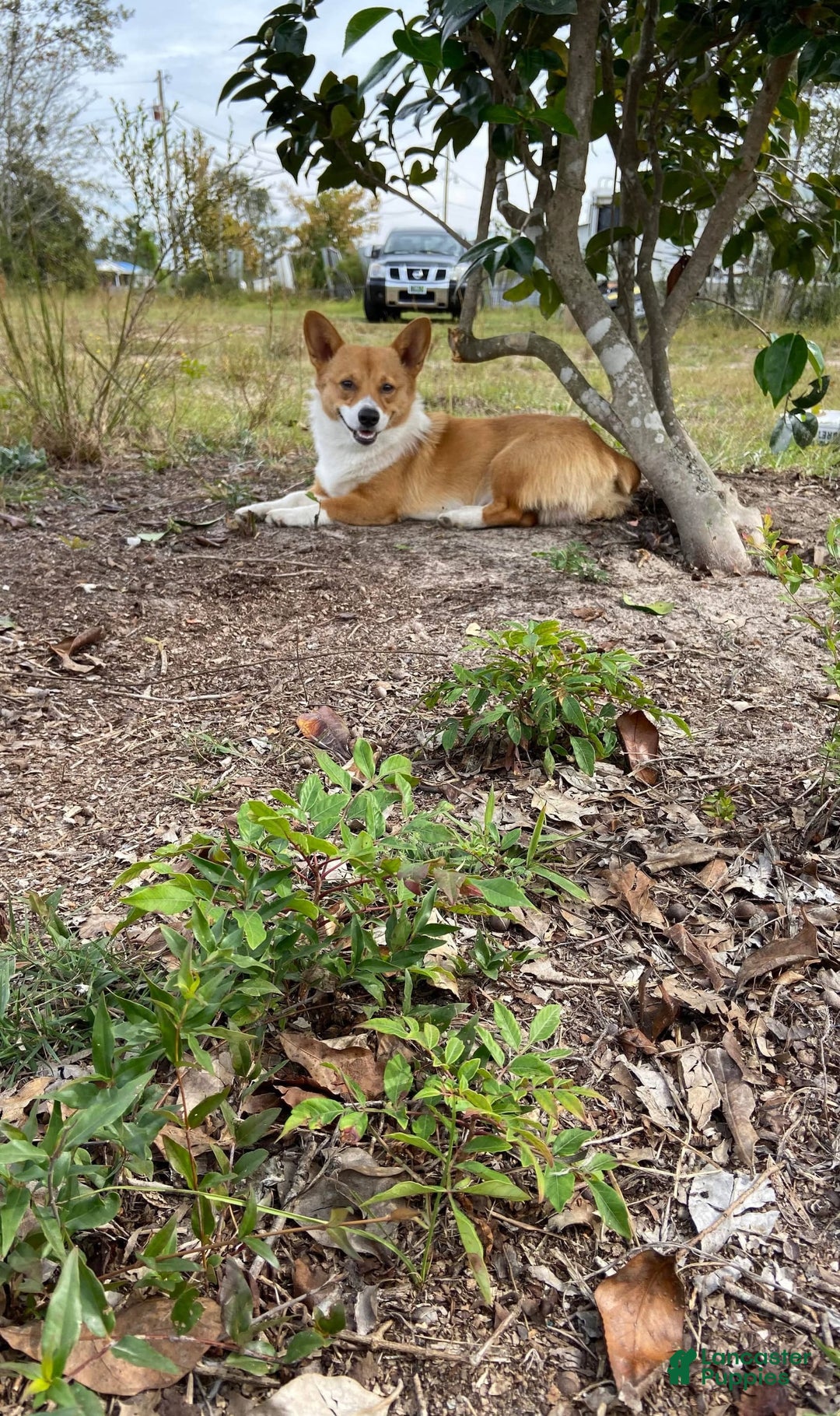 Welsh Corgi Pembroke dogs for sale: Yellow - Image 4