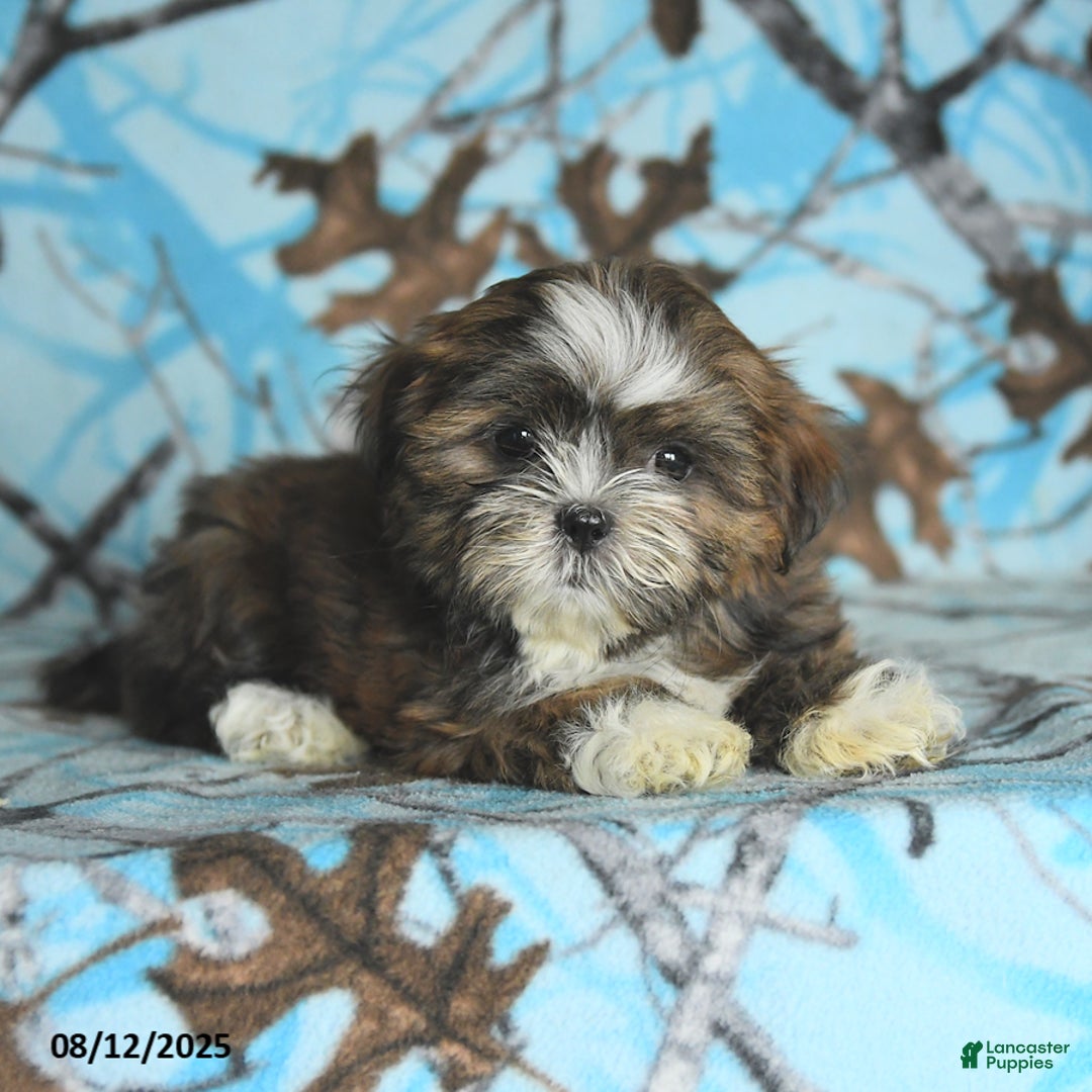 Shih Tzu dogs for sale: Roxy - Image 4