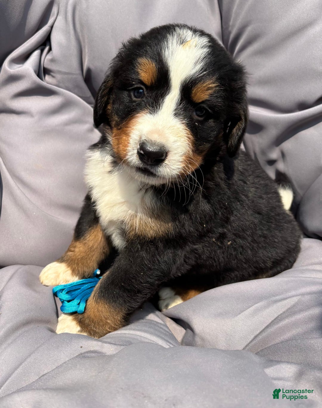 Bernese Mountain Dog dogs for sale: Blue - Image 4