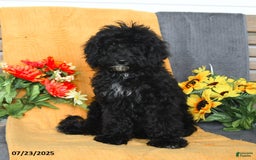 Miniature Poodle dogs for sale: Ophelia - Image 8
