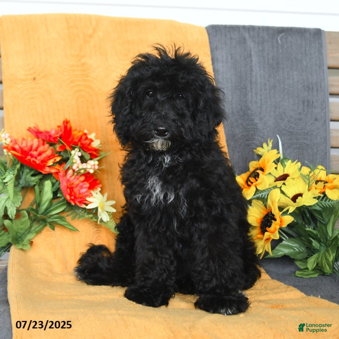 Miniature Poodle dogs for sale: Ophelia - Image 8