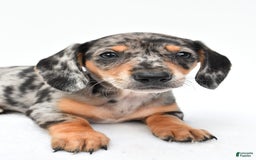 Miniature Dachshund dogs for sale: Jill - Image 7