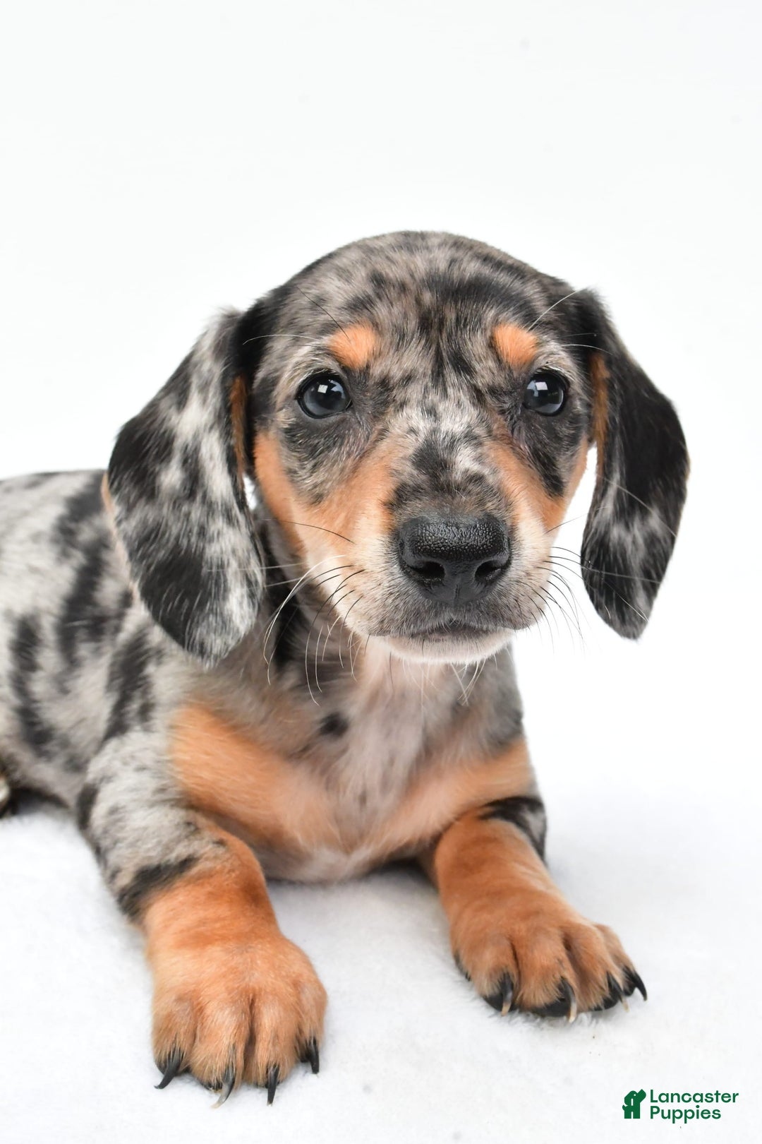 Miniature Dachshund dogs for sale: Jill - Image 7