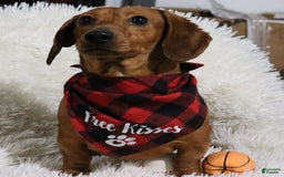 Miniature Dachshund dogs for sale: Nick - Image 26