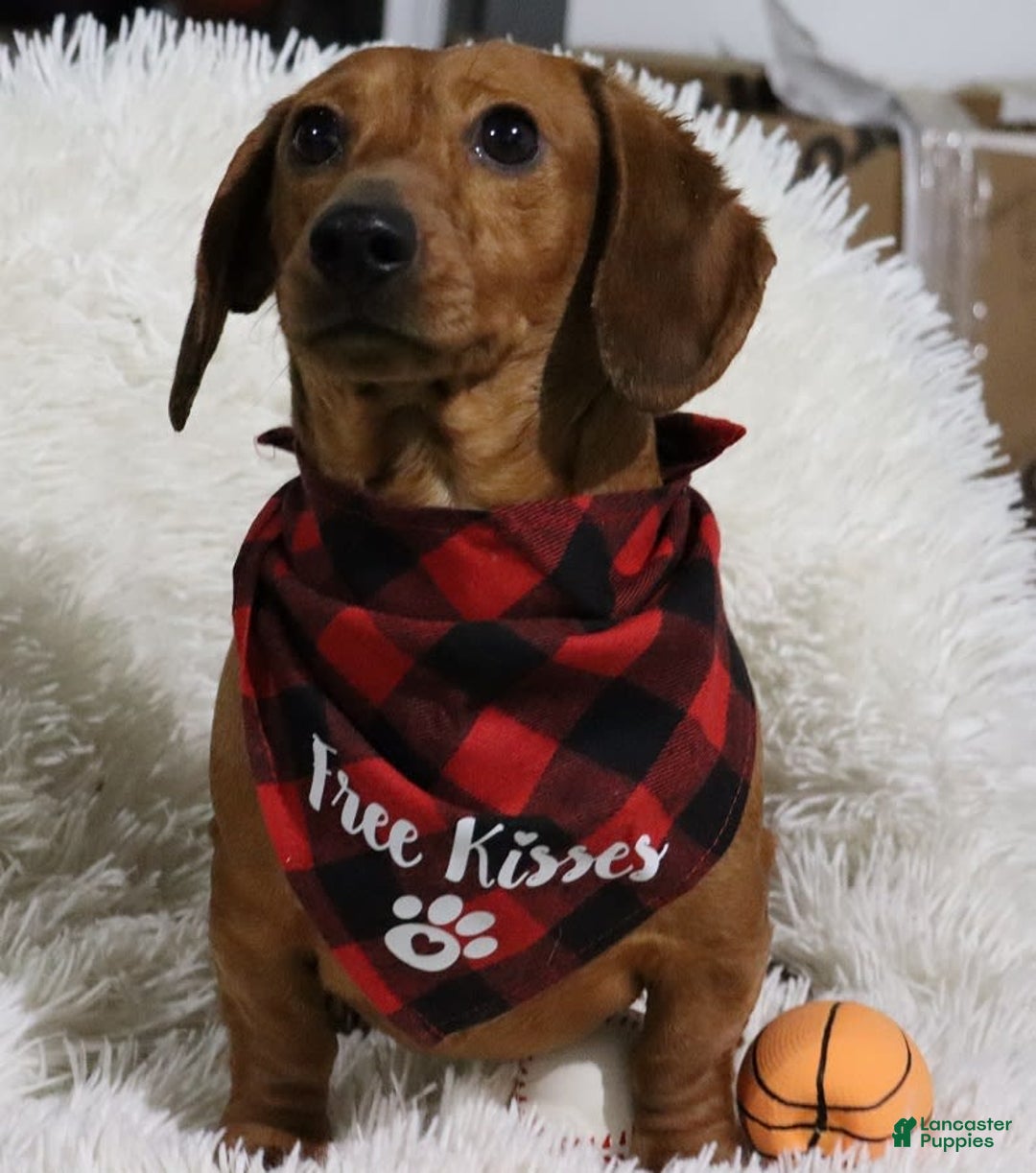 Miniature Dachshund dogs for sale: Nick - Image 26